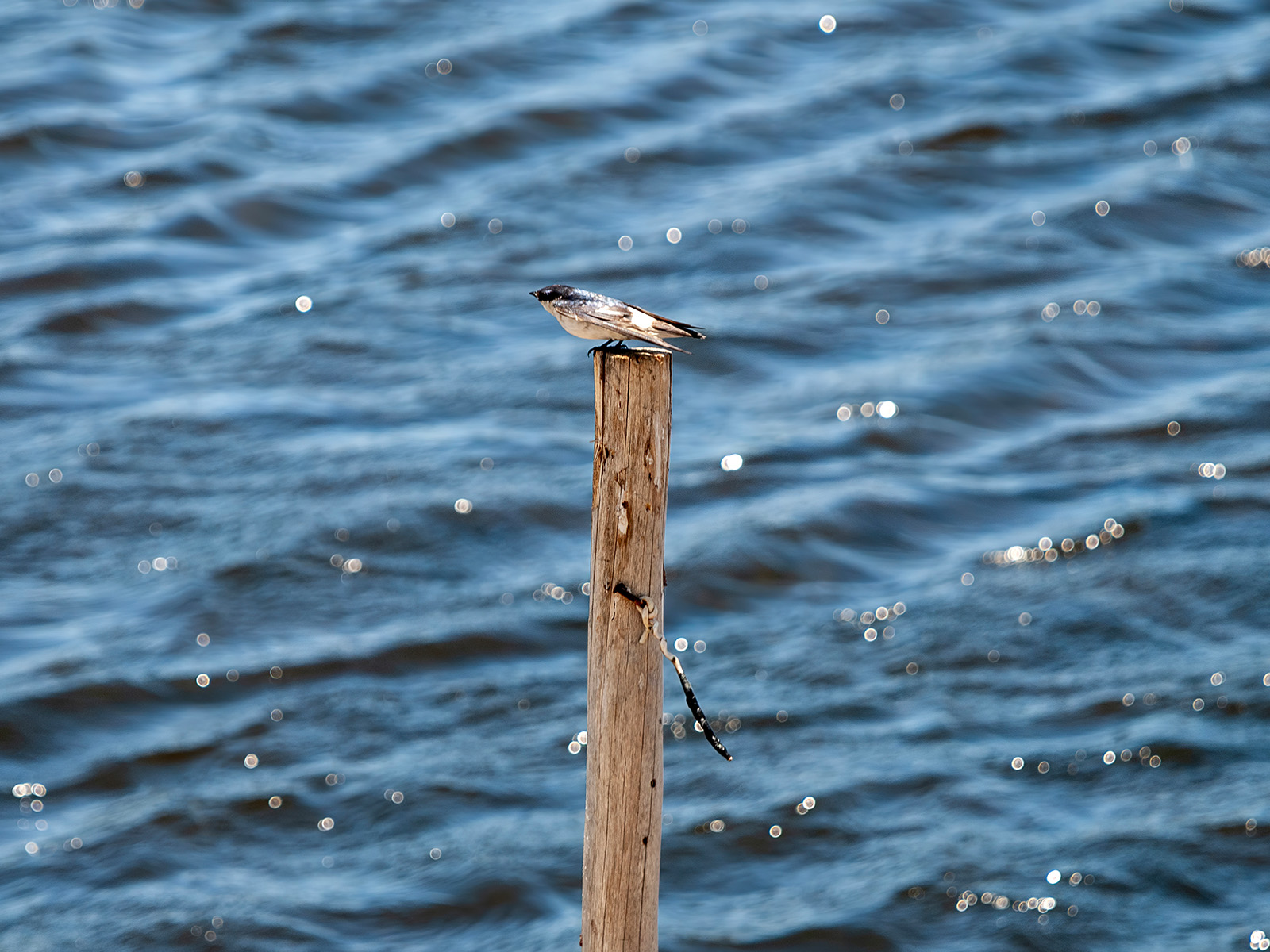 Bird on a Pole