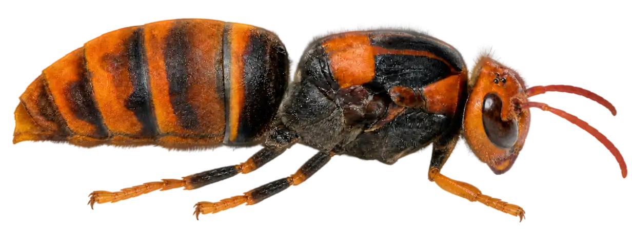 Asian hornet used in the swarm simulation